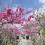 Cherry blossoms ชมดอกซากุระเบ่งบานสะพรั่งสวยงามในฤดูหนาวได้ที่โอกินาว่าชื่อดังอยู่หลายแห่ง ในบรรยากาศประดับไฟซากุระยามค่ำคืนสุดโรแมนติก