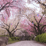 SAKURA JAPAN 2024 จุดชมซากุระสุดฮิตแบบคนท้องถิ่นโตเกียว ขึ้นรถไฟโมโนเรลชมสวน เดินชมพิพิธภัณฑ์ นั่งปิกนิกใต้ต้นซากุระ รัวถ่ายรูปจนหยุดไม่อยู่