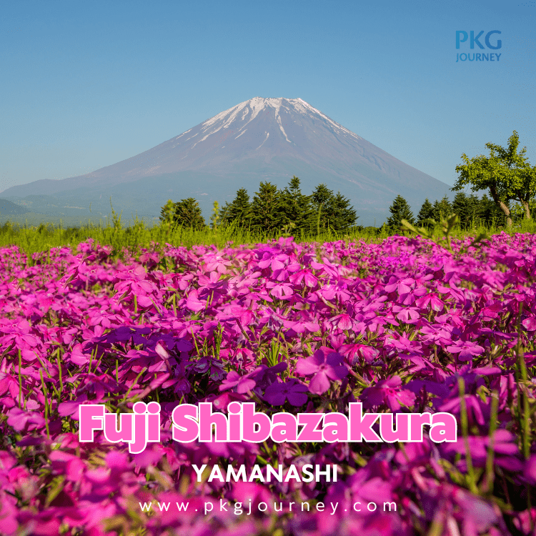 ทุ่งดอกไม้ชิบะซากุระ (Fuji Shibazakura) – เมืองยามานาชิ