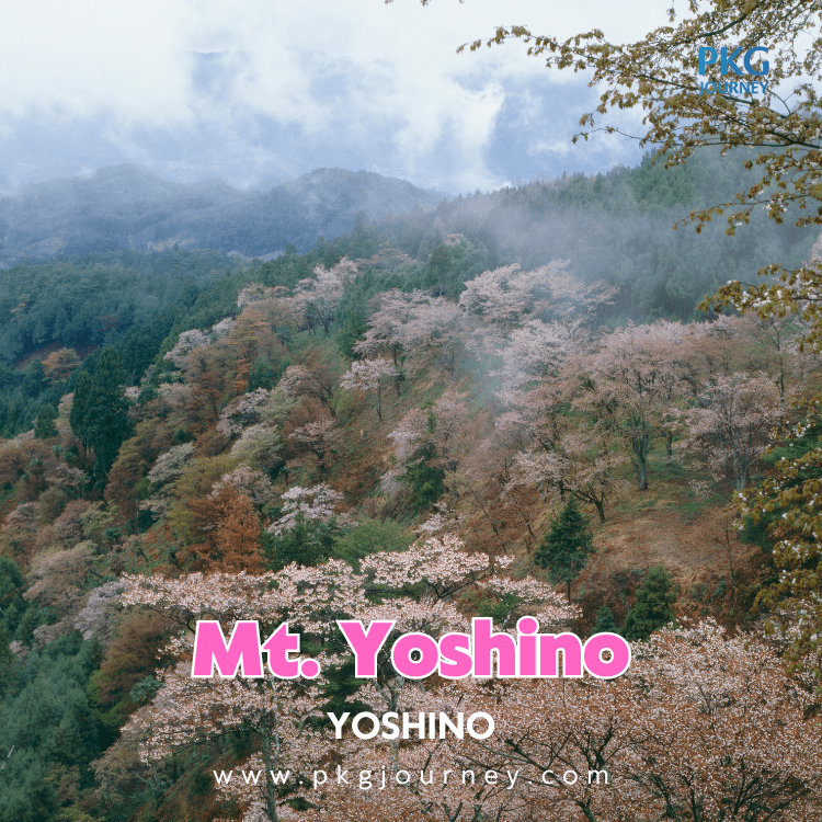 ภูเขาโยชิโนะ (Mt. Yoshino)  เมืองโยชิโนะ