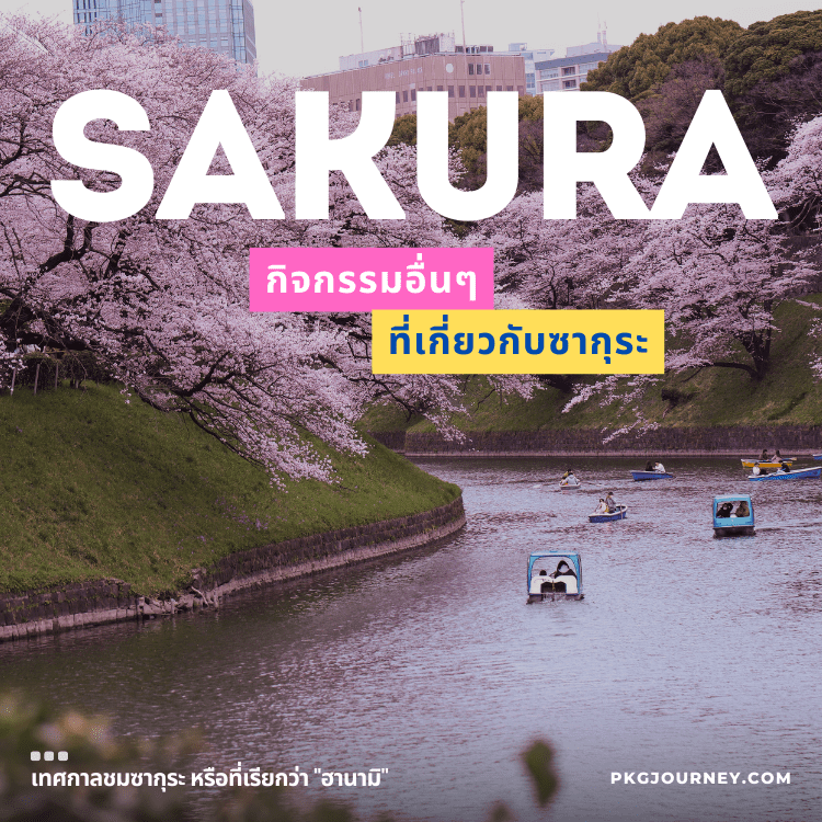 ภาพดอกซากุระบานสะพรั่งริมคลอง มีเรือพายล่องชมวิวท่ามกลางบรรยากาศเมืองญี่ปุ่นช่วงเทศกาลฮานามิ เหมาะสำหรับค้นหาข้อมูล ซากุระ ญี่ปุ่น เดือนไหน 2024 เพื่อวางแผนเที่ยวชมดอกไม้เต็มที่