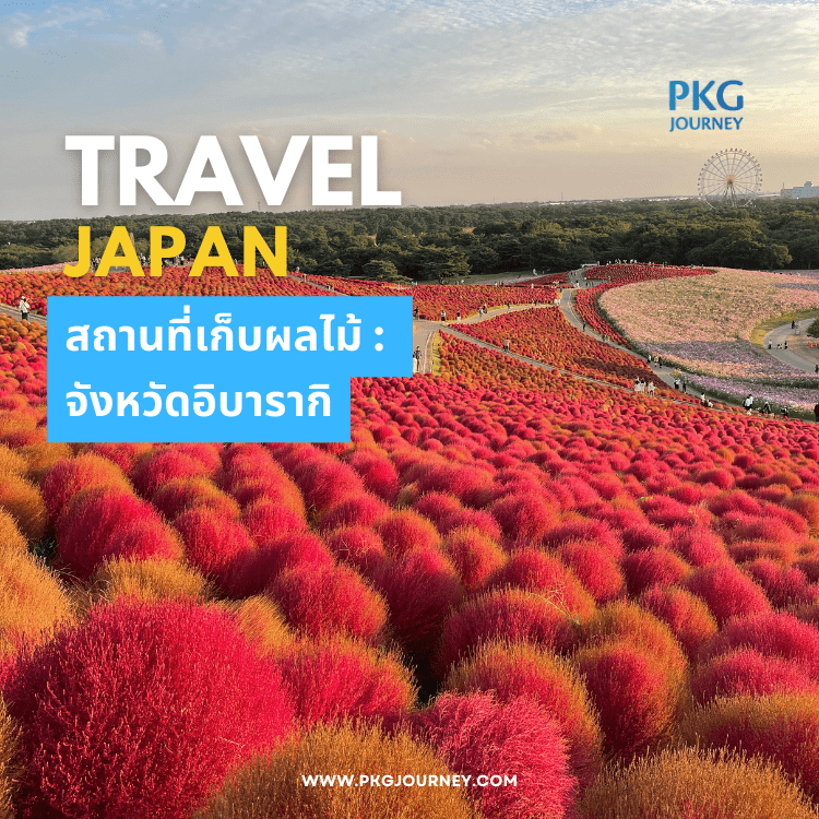 จังหวัดอิบารากิ : มีชื่อเสียงในการปลูกสาลี่