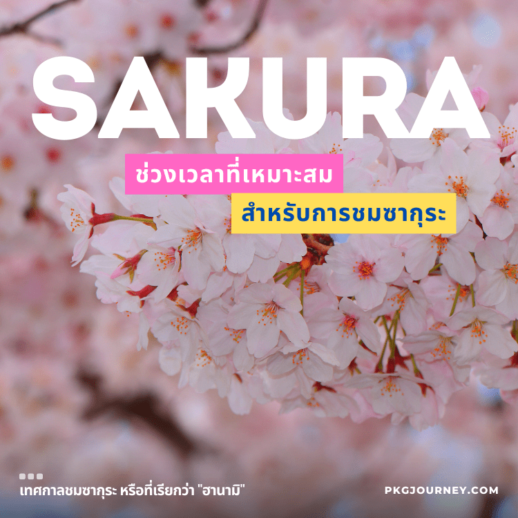 ภาพโคลสดอกซากุระสีชมพูอ่อนกำลังบานเต็มที่ในฤดูใบไม้ผลิ บรรยากาศเทศกาลฮานามิ เหมาะสำหรับค้นหาข้อมูล ซากุระ ญี่ปุ่น เดือนไหน 2024 เพื่อเลือกช่วงเวลาชมดอกไม้ที่สวยที่สุด