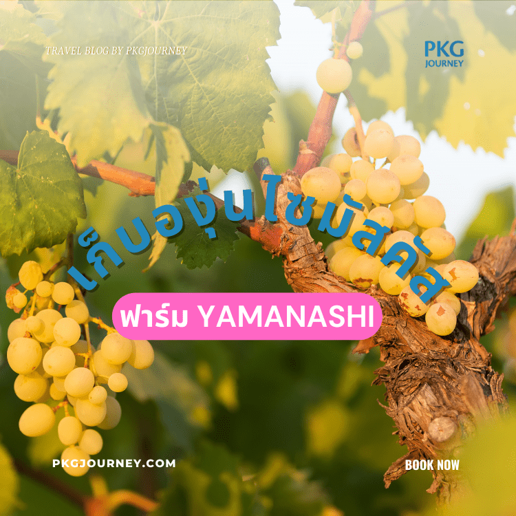 ฟาร์ม Yamanashi