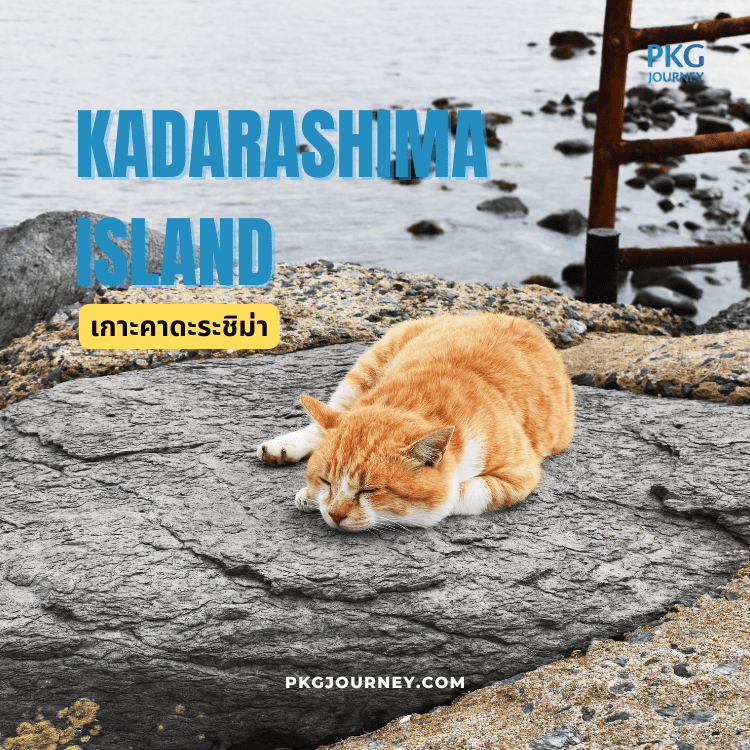 แมวน้ำตาลกำลังนอนบนโขดหินริมทะเลที่เกาะคาดะระชิมะ Kadarashima Island บรรยากาศเงียบสงบ เหมาะสำหรับเที่ยว เกาะแมว ญี่ปุ่น ชมแมวท่ามกลางธรรมชาติริมชายฝั่ง