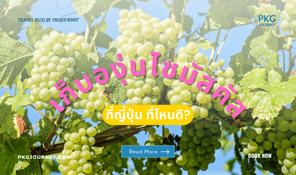 องุ่นไซมัสคัส ญี่ปุ่