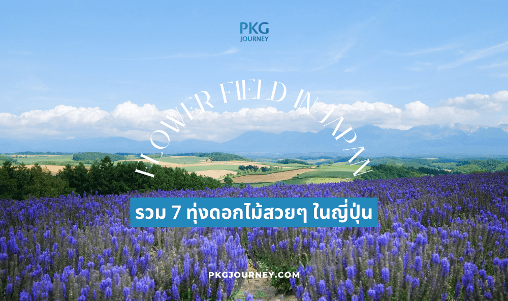 ทุ่งดอกไม้สวยๆ ญี่ปุ่น