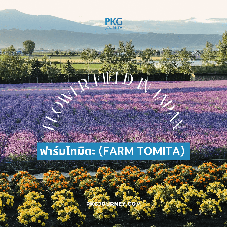 ทุ่งลาเวนเดอร์ ฟาร์มโทมิตะ