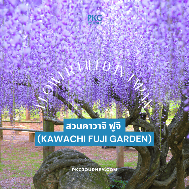 สวนคาวาจิ ฟูจิ
