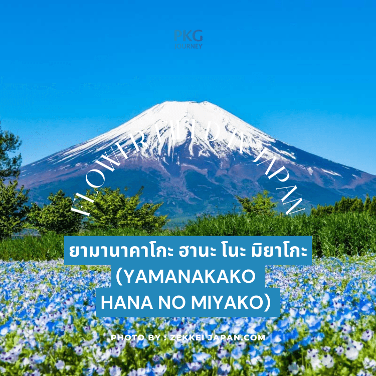 ยามานาคาโกะ ฮานะ โนะ มิยาโกะ