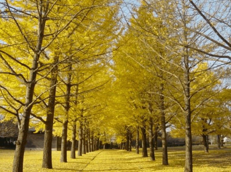 History Museum Ginkgo Festival the History Museum Ginkgo Festival is held when the rows of ginkgo trees in the garden are at their best