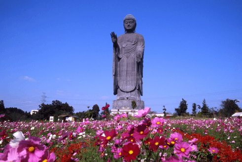 Ushiku Daibutsu พระพุทธรูปอุชิกุไดบุตสึ สวนโจโดะเป็นสวนญี่ปุ่นแบบดั้งเดิมที่มีดอกไม้ 12 สายพันธุ์
