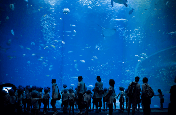Oarai’s Aquaworld Aquarium พิพิธภัณฑ์สัตว์น้ำอควาเวิลด์ อิบารากิ โออาไร สร้างความเพลิดเพลินให้กับผู้ที่เข้ามาชมได้เป็นอย่างดี โดยเฉพาะครอบครัวที่พาเด็ก ๆมาเที่ยว
