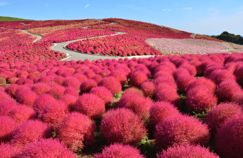 GORGEOUS KOCHIA IBARAKI HITACHI SEASIDE PARK WITH GORGEOUS KOCHIA