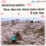 ฮิโตะเมะ เซ็มบง ซากุระ Hitome Senbon zakura ทิวต้นซากุระกว่า 1,200 ต้นเรียงรายริมแม่น้ำชิโรอิชิ พร้อมฉากหลังอันงดงามของภูเขาซาโอะ