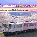 นั่งรถไฟชมซากุระ ยามากาตะ บนเส้นทาง Flower Nagai Line สายดอกไม้สุดโรแมนติก ผ่าน Okitama Sakura Corridor อุโมงค์ซากุระยาว 43 กม.