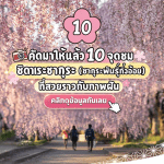รวม 10 จุดชมชิดาเระซากุระ ที่สวยที่สุดในญี่ปุ่น ซากุระกิ่งย้อยบรรยากาศเหมือนภาพฝัน พร้อมพิกัดและช่วงเวลาที่ควรไปชม