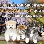 พาเที่ยวถิ่นกำเนิดสุนัขอาคิตะอินุ (Akita Inu) ที่ประเทศญี่ปุ่น พบความน่ารัก เรียนรู้ประวัติ และสนุกกับกิจกรรมสำหรับคนรักสุนัข