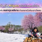 เที่ยวนีงาตะ ช่วงซากุระบาน ชมซากุระท่ามกลางวิวหิมะ ธรรมชาติสวยแปลกตา พร้อมแนะนำจุดเที่ยวและช่วงเวลาที่เหมาะที่สุด
