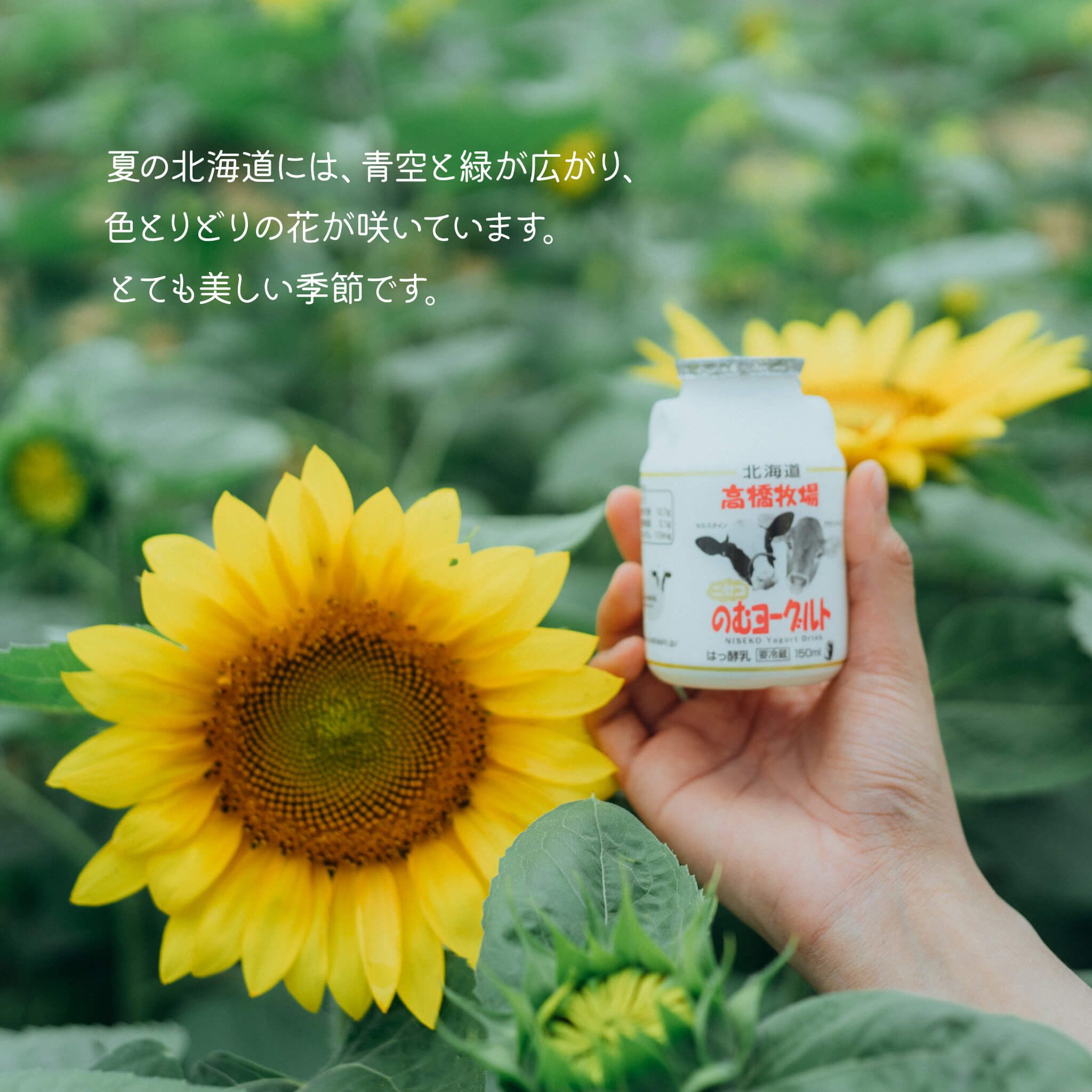 Milk Kobo Complex Niseko Hokkaido จุดเช็คอินฟาร์มดังฮอกไกโด วิวภูเขาโยเท คาเฟ่ ของหวาน นมสด ไอศกรีม เวิร์กช้อป และร้านอาหารครบในที่เดียว