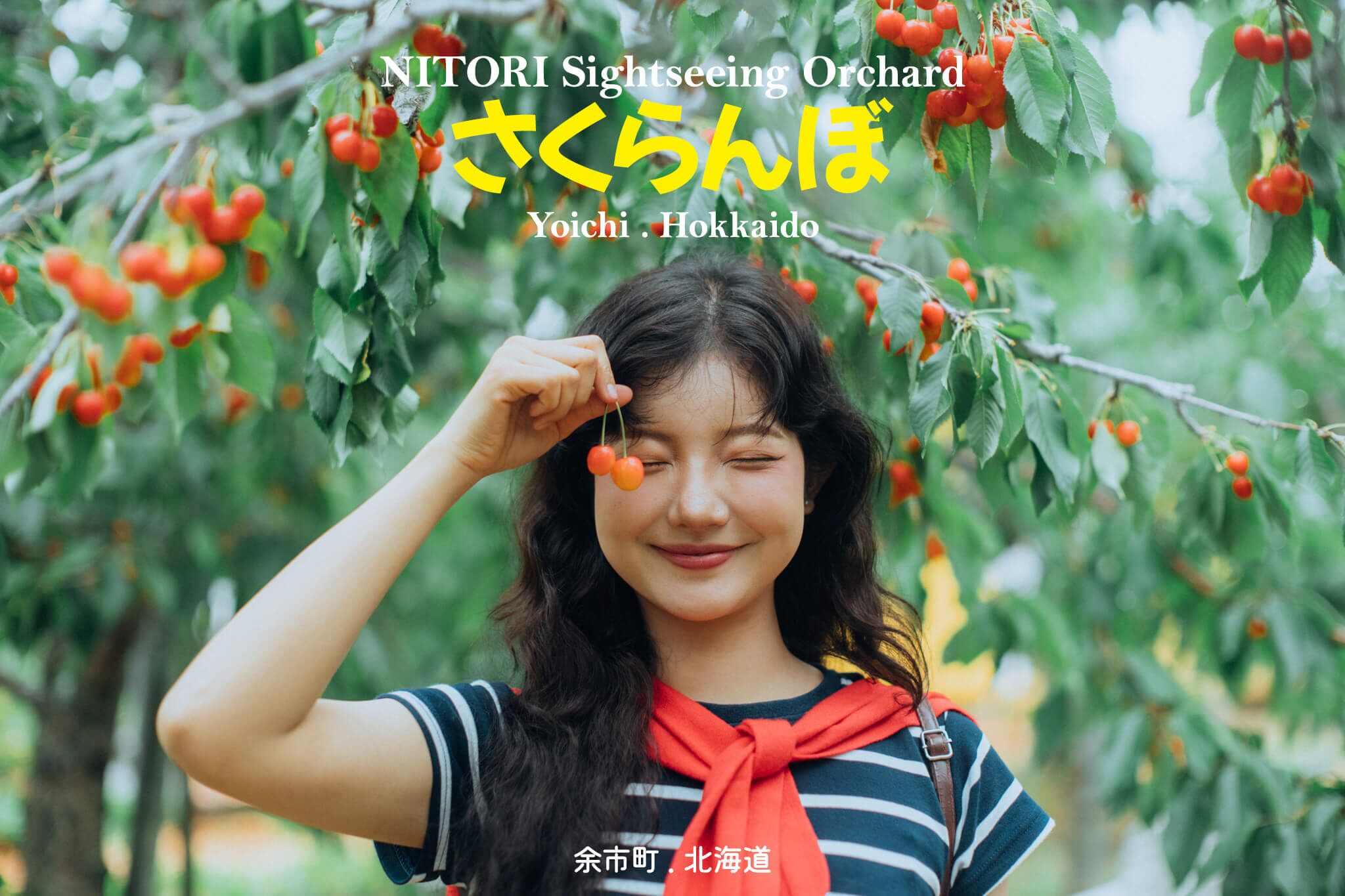 เที่ยว Nitori Orchard Yoichi สวนผลไม้ชื่อดังฮอกไกโด เก็บเชอร์รี่สดจากต้นไม่อั้น พร้อมแนะนำการเดินทางและไฮไลท์ห้ามพลาด