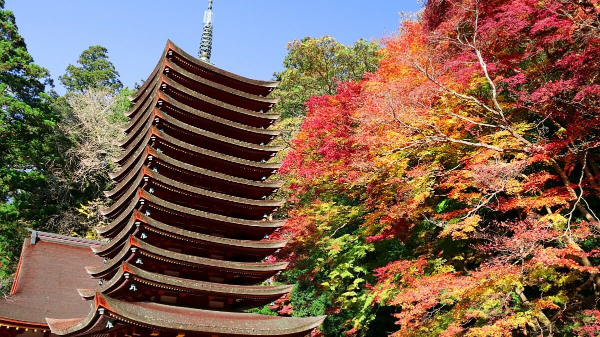 紅葉のグラデーションが美しい秋の「花の御寺」【紅葉2021／長谷寺／桜井市】