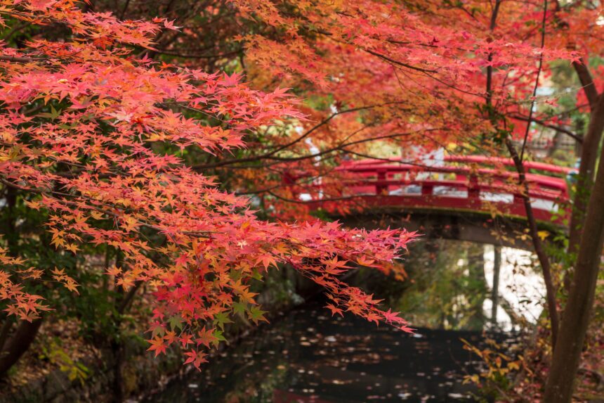 鎌倉で紅葉観光♡鶴岡八幡宮・円覚寺・寿福寺をぶらり | 温泉女子部